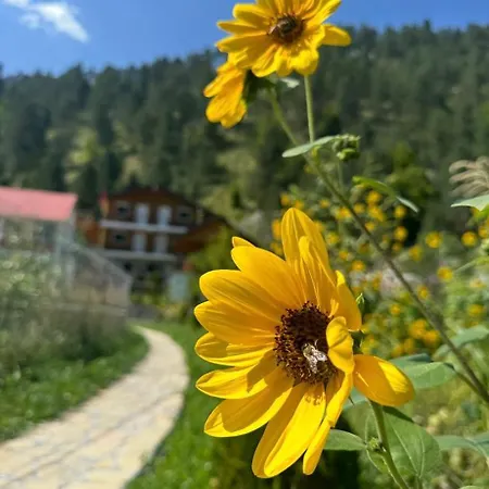 Bujtina Brahim Selimaj Oda ve Kahvaltı *